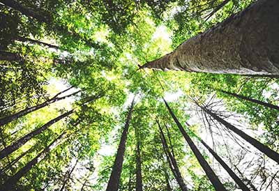Bosque sostenible de árboles